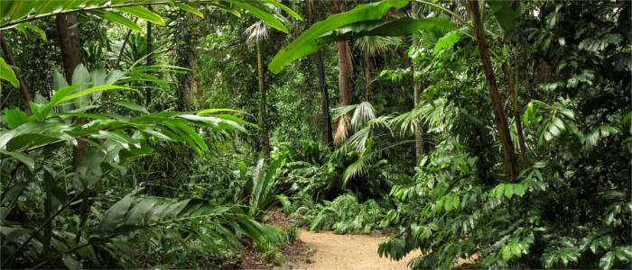 Botanic Garden in Cairns