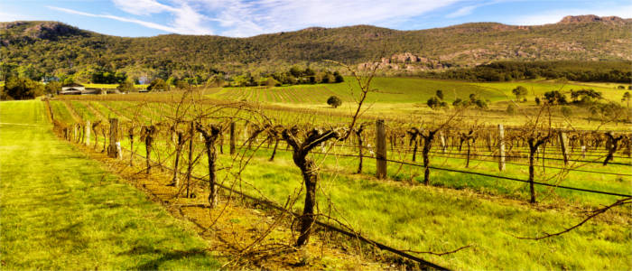 Wine cultivation in the Grampians