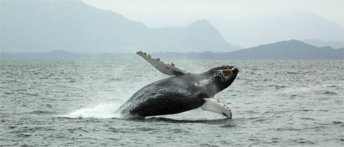 Whale in front of Vancouver Island - Canada