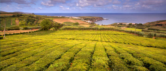 Europe's most western tea plantation - Azores