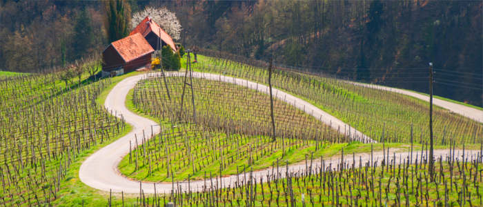 The Slovenian wine-growing region Maribor