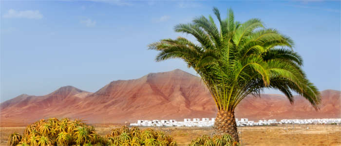 Typical mountainous and volcanic landscape with palms - Lanzarote
