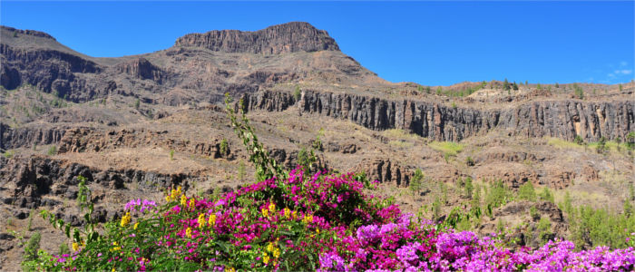 Flowers and mountains on Gran Canaria