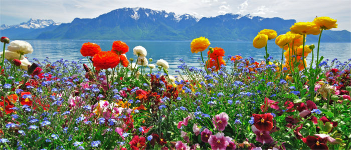 Flowers at Lake Geneva, Lake Geneva against the backdrop of the Alps