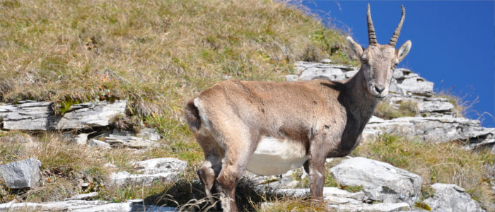 Ibex in the Swiss Alps